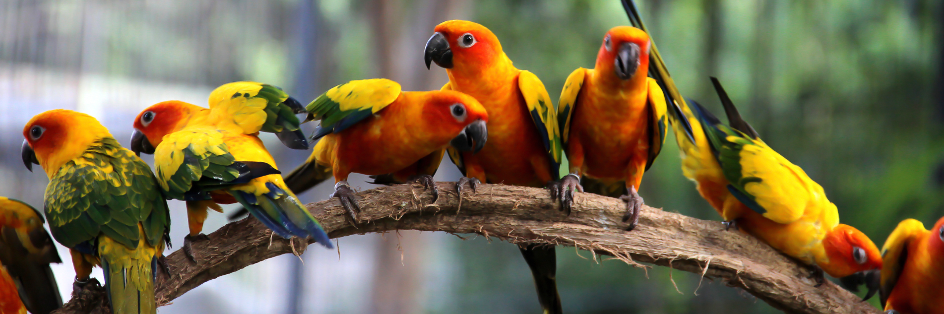 Bird Resources banner