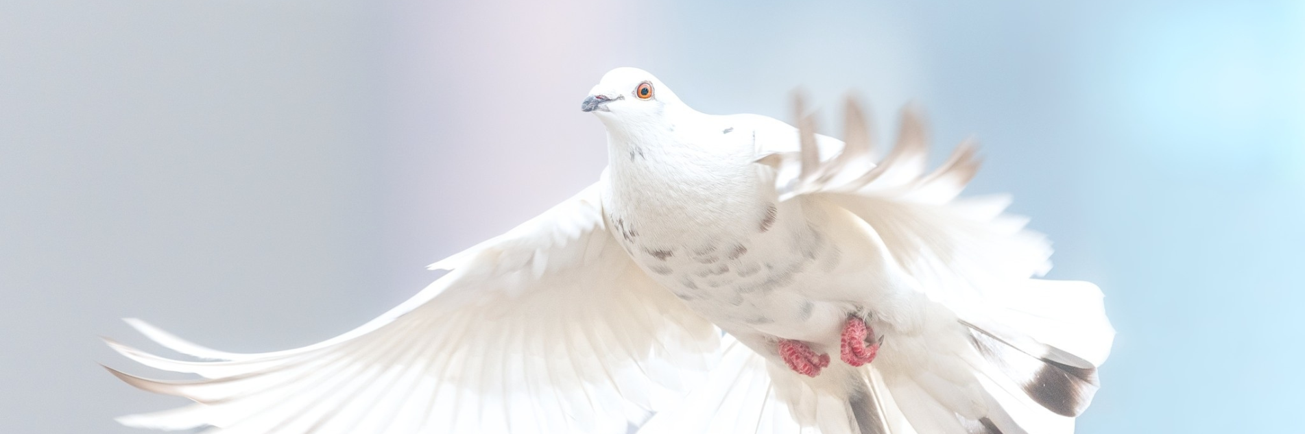 Dove banner