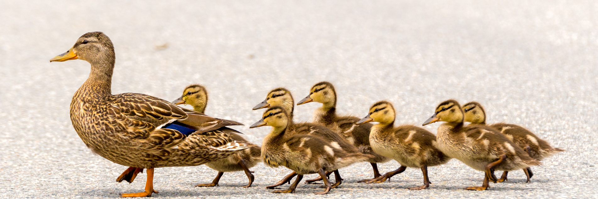Duck banner