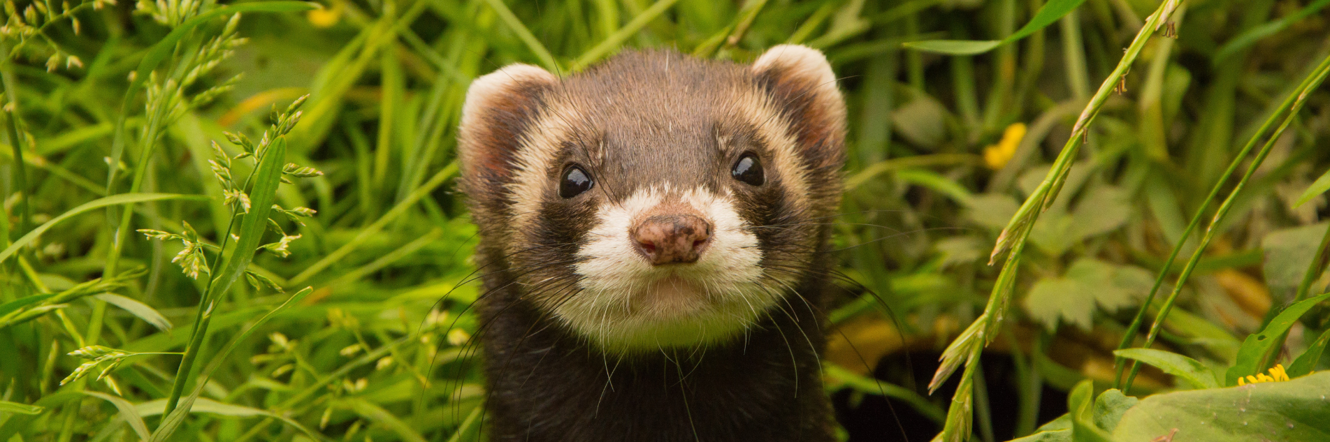 Ferret banner