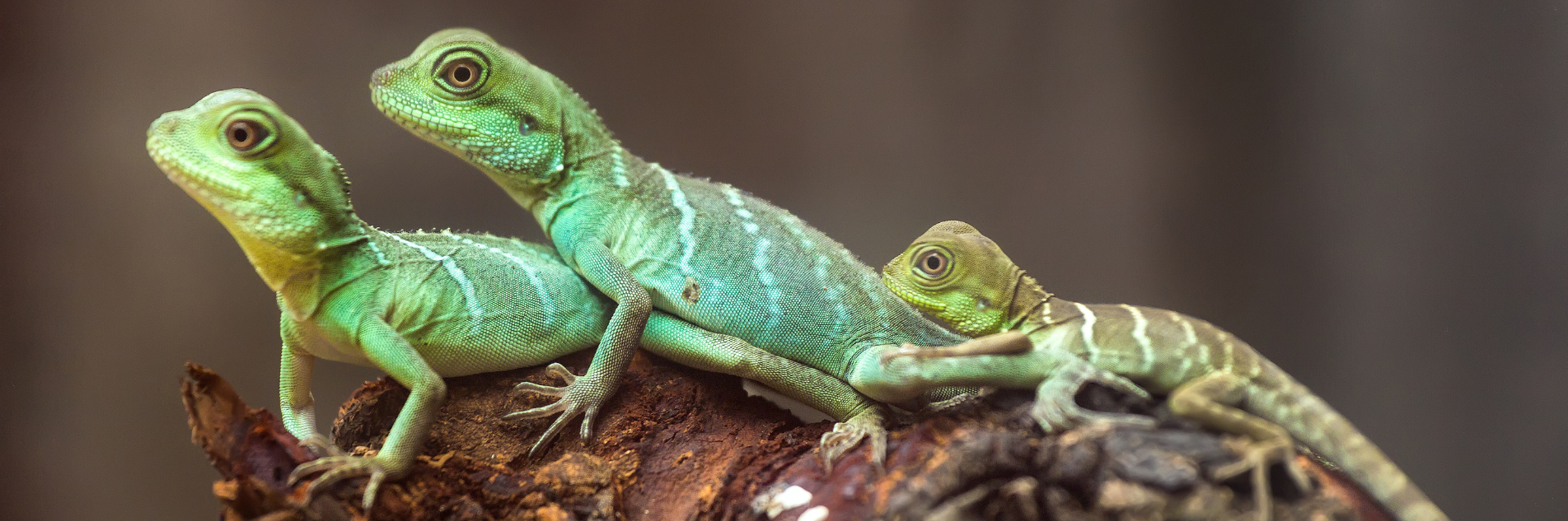 Lizards banner
