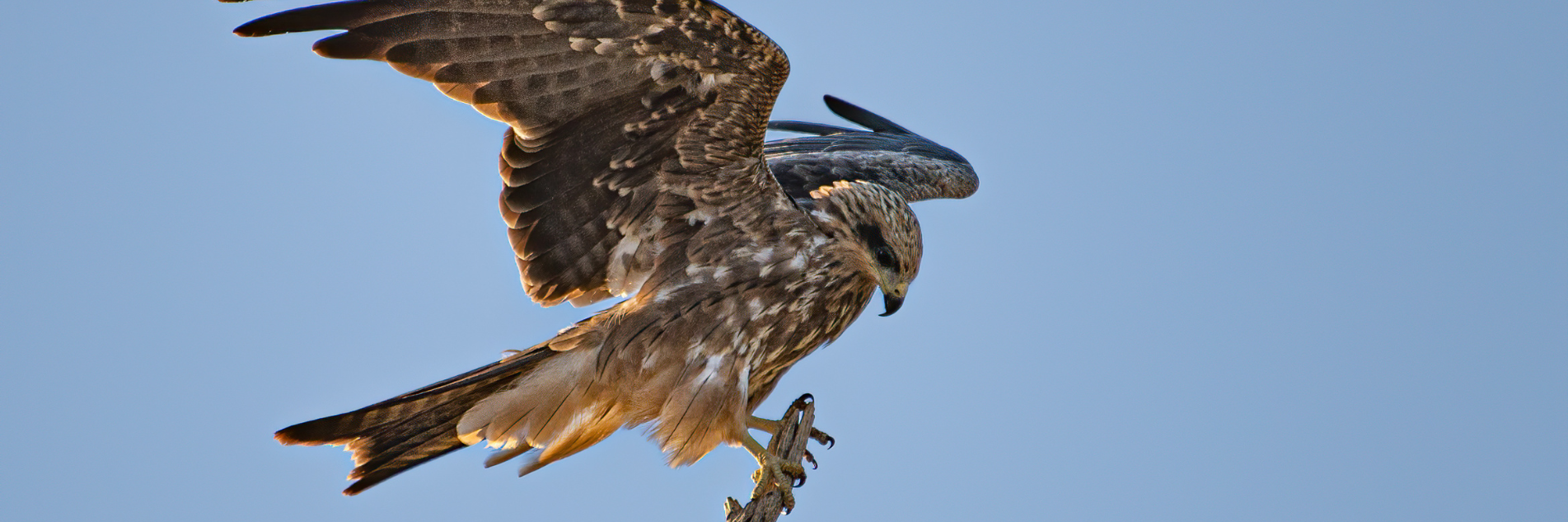 Raptor banner