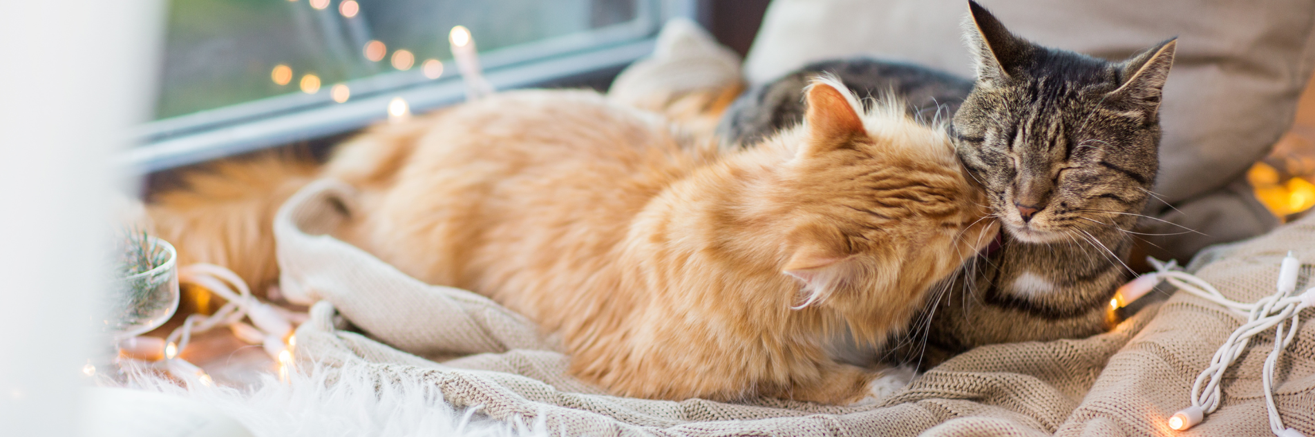 cat banner