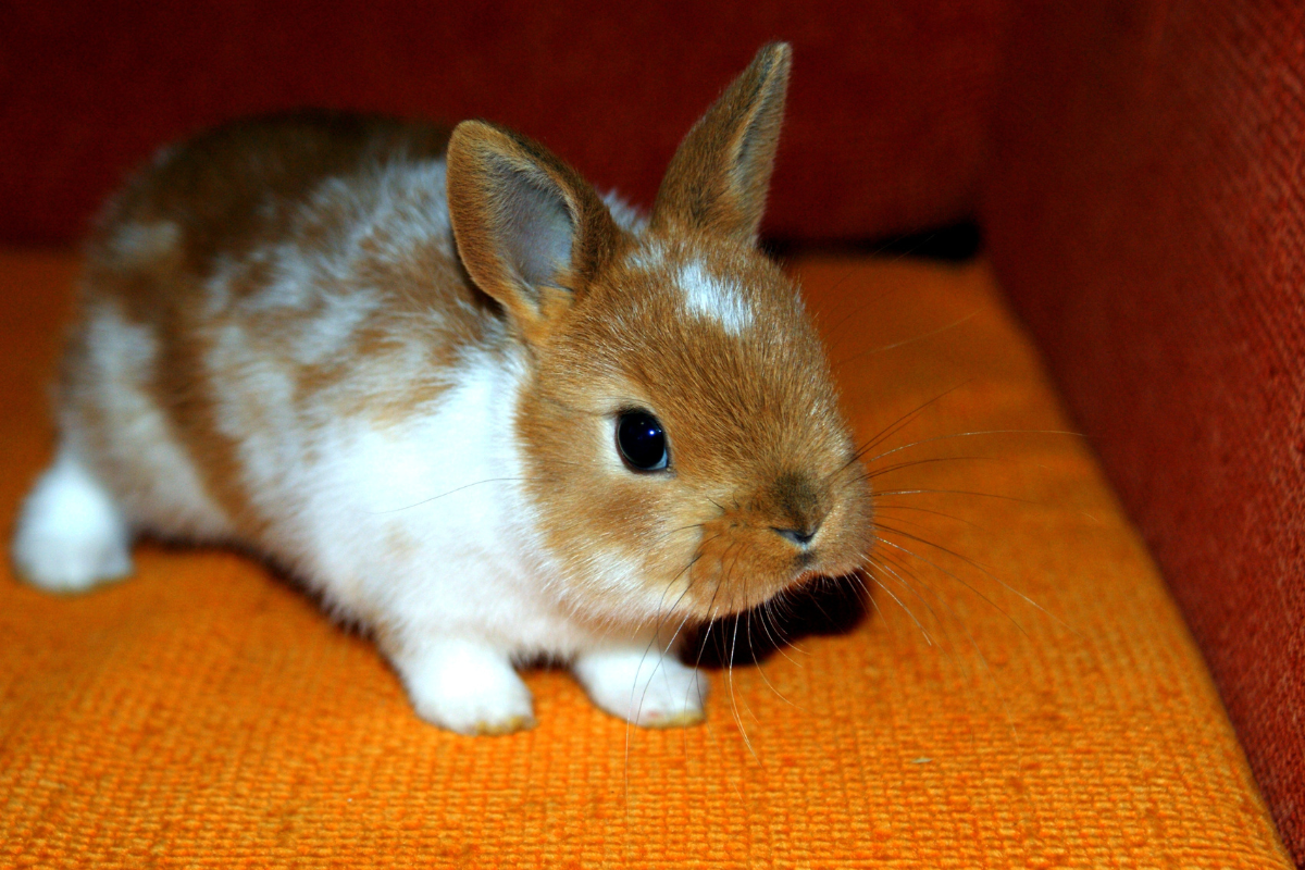 Housing and enrichment for rabbits1