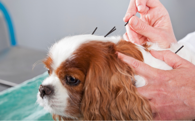Accupuncture